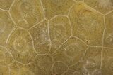 Polished Fossil Coral (Actinocyathus) - Morocco #100574-1